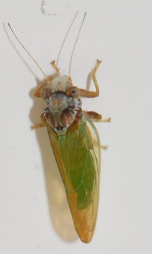Psylla buxi